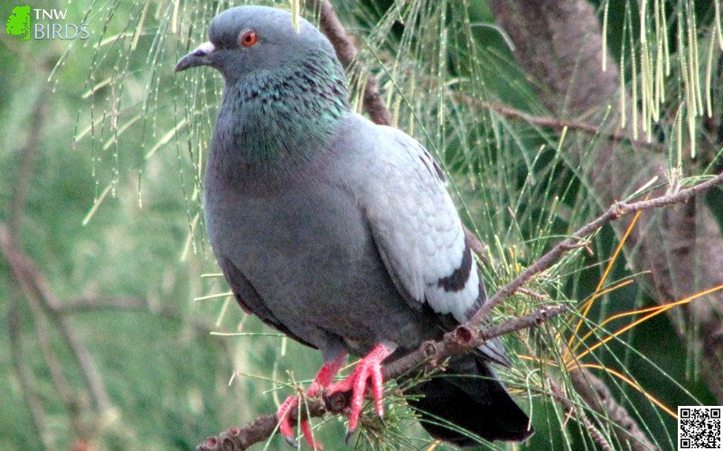 Upland Ground Birds